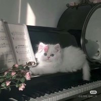 نوڤمبر (@iillllux) 's Twitter Profile