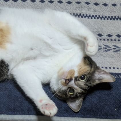 bYnOCG8JxN36960's profile picture. よろしくお願いします!