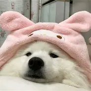 fokamerlin's profile picture. 