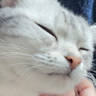 ありすぽんずさんのプロフィール画像