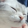 alice0u0_'s profile picture. なんでも呟くアカウント。猫(りり)、 ゲーム、アニメ、漫画、kpop、韓ドラが好き。FF14: #アリスのFF日記