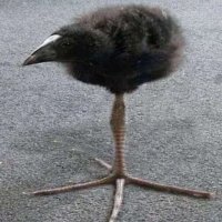 un weon más 😎 (@otroweymasxd123) 's Twitter Profile Photo un weon más 😎 (@otroweymasxd123) 's Twitter Profile Photo