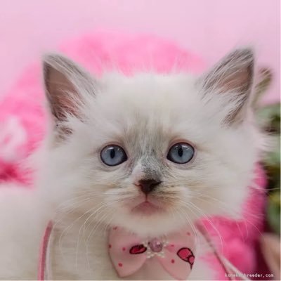 peach_catchan's profile picture. 25↑特別支援高卒、適応障害、学習障害で人生詰んでるINFP😵‍💫可愛いもの大好き︎💕︎︎週3でバイトしながらメンクリ通ってます❤️‍🩹愚痴多めでただの独り言なので気にしないでください✋🏻