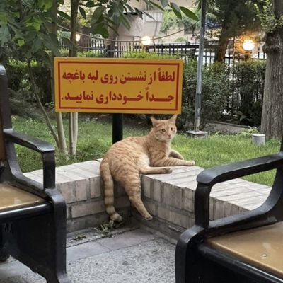 MMDALIROX's profile picture. Bachelor of Law