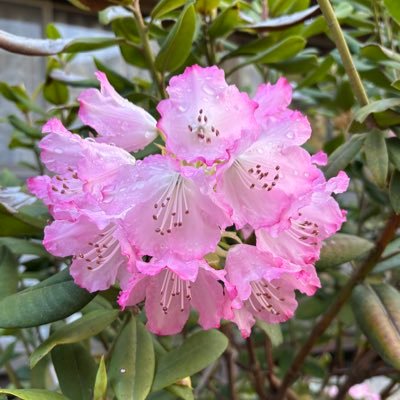 ブキさんのプロフィール画像