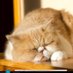 mt (@garfield_fun) Twitter profile photo mt (@garfield_fun) Twitter profile photo