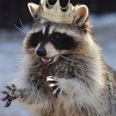 Redpanda_Rose's profile picture. 