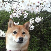 しばぽん🩷楽天モバイル紹介 (@4811pon) 's Twitter Profile Photo しばぽん🩷楽天モバイル紹介 (@4811pon) 's Twitter Profile Photo