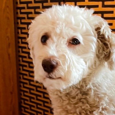 MsGrl50747's profile picture. Foodie w/ edtwt H- 154,  C - 106, U - TBD