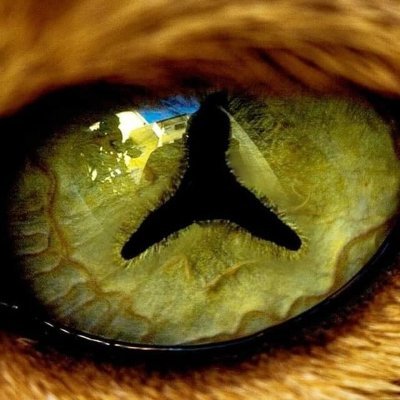 Lance Foxxさんのプロフィール画像