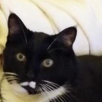 Stef (@flipkitty) 's Twitter Profile Photo