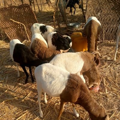 Sawadog3584's profile picture. 