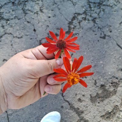 minha melhor versão ....tá difícil mais tô tentando ....