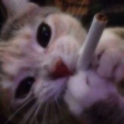 LeOreotheOreo's profile picture. idk what to put here
