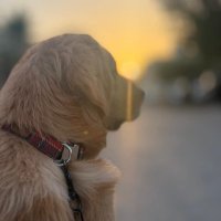 Abdullah Kalaji (@abdullah_m__k_) 's Twitter Profile