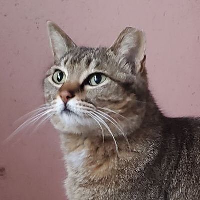 16hP8aepukmCVML's profile picture. 2020年からギラサポ