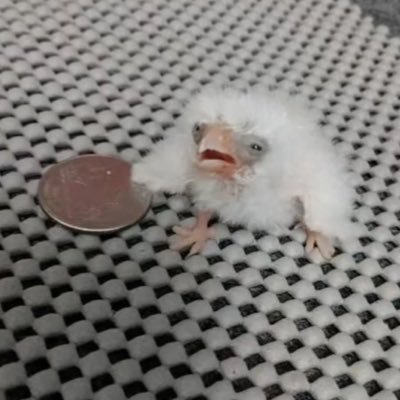 tinkerwinx's profile picture. she/her ela/dela #FREEPALASTINE