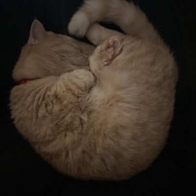 mikoto_bidan's profile picture. メモリアル