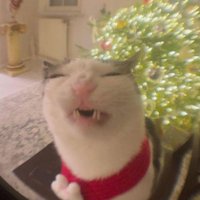 Pereira (@pereirasperneta) 's Twitter Profile