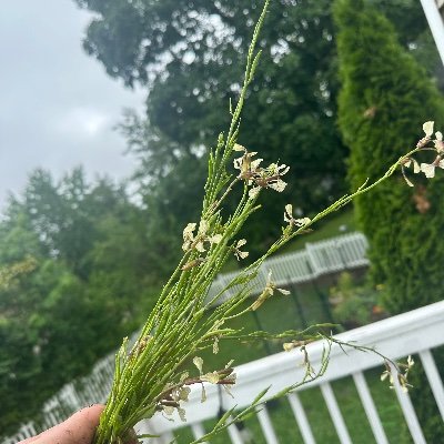 basementwineguy's profile picture. Finished basements/#NYGiants #bigblue/NJ Nets/ Yanks/ rookie gardener