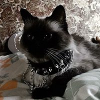kaleb (@sora_ivory) 's Twitter Profile