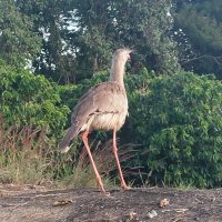 Recados da siriema (@69democra133) 's Twitter Profile