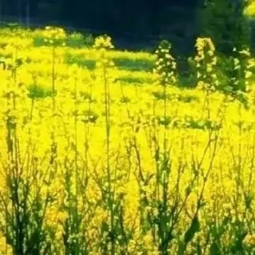 wait_in_qingdao's profile picture. 海湾，山峦，红瓦，绿树，我在美丽青岛等你！💯💯💯💯💯💯💯💯💯💯💯💯💯💯