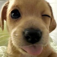 neisha’25 (@neishashasha) 's Twitter Profile