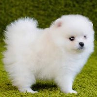 犬 (@gishi_wa_jinden) 's Twitter Profile