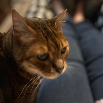 Legal assistant #BengalianKittyPrive - First legal consultation is free. My mommy tweets her dead honest opinion sometimesšš«