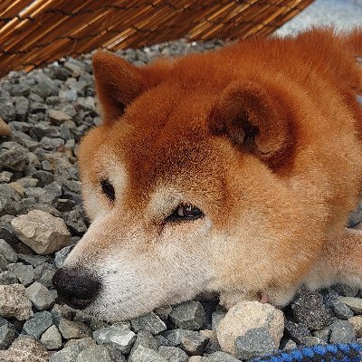 あるも(犬)さんのプロフィール画像