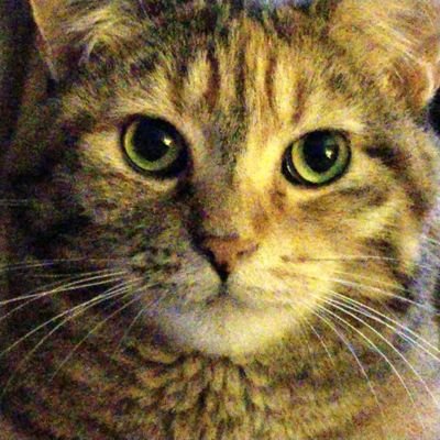 Joined Twitter 2008. Deleted acct 2024. Returned because I missed my Anipals who mean everything to me.
🇬🇧🇺🇸🇺🇦