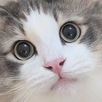 γγβ°οΈπ¦ (@mattari_yo) 's Twitter Profile