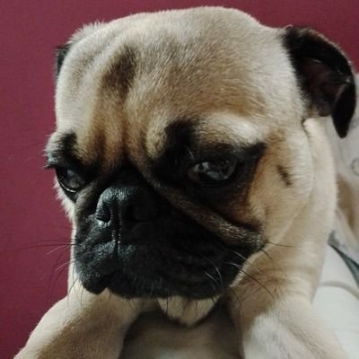 D_Carmine13's profile picture. ~Si me detengo aqui, significara que no merezco llegar mas lejos~

✌🏻♡