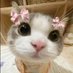 Bibia studies 🐈⬛✨ (@studiesanabea) Twitter profile photo Bibia studies 🐈⬛✨ (@studiesanabea) Twitter profile photo