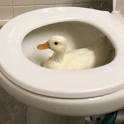 🦆냉동❄베자이🦆さんのプロフィール画像