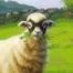 namayasailand's profile picture. ドラクエとボドゲが好き。雑多