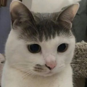 mycat0717 Profile Picture