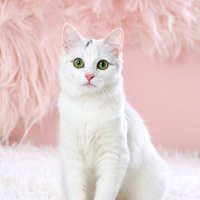 Kuu🪽スキンケアメーカー勤務ᝰ✍︎ (@kuu__cosme) 's Twitter Profile