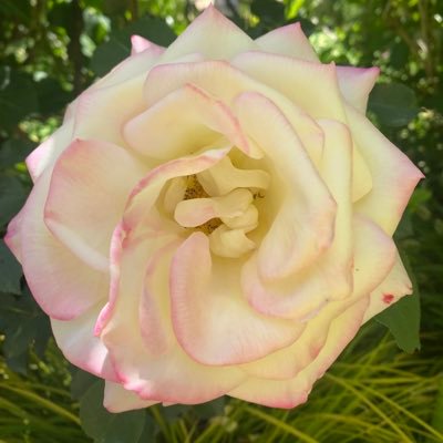 DfPe1106's profile picture. 日本の平和を守りたい❤️真実は必ず明らかになる/仲良し夫婦 /韓国，関西大好き/終活カウンセラー、栄養士/信教の自由🗽