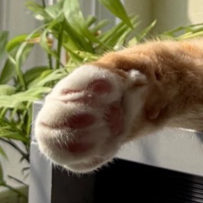 ChieI4781's profile picture. 🍢ウヘ強め推し💕へユン👸推し歴6年目 オーストラリア🇦🇺在住日本人🇯🇵本垢@Chiel46578 🍢呟き強め