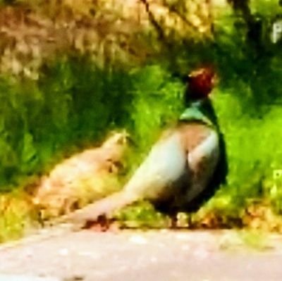 awyYcCkkdEAc6Lh's profile picture. 韓国🇰🇷5年経験｜家和万事成 | スパイ😎防止法 | 健康 | 誰にもある唯一無二の神性 | マインドはコントロールされるものではなく自分でコントロールするもの! | 徹夜得意❗|  動物占いは🐘(妻は🐆)|映画鑑賞|ドライブ🚙