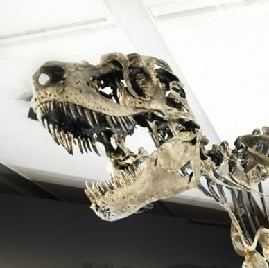 Dinosaurs take our spirit to greater heights┇大地は美しく奇妙な化石を生み出します┇私達の讃歌、喜びを