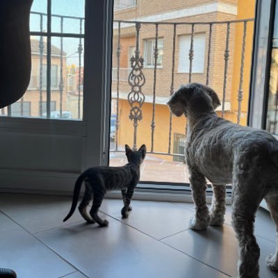 MigueDeval's profile picture. Un día más y otro...