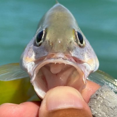 PEANUTSGang0606's profile picture. 趣味 料理、酒、バレー   最近釣り始めました🎣基本ルアーとチョイ投げで20~40cm位の食べたら美味しいサイズの魚狙って🐟