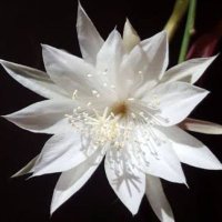 Dama (@gin12584809) 's Twitter Profile