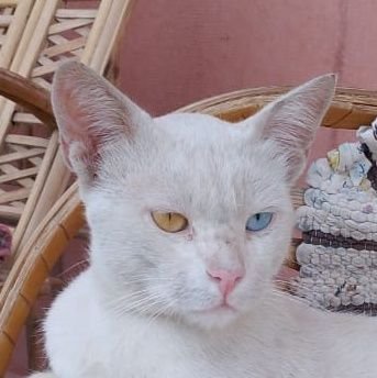 Hughdepaion2's profile picture. Antinatalist, stoicism, anarchist, worldwide citizen. 
sociology, economics, history researcher