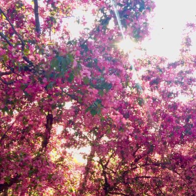 arehzed's profile picture. 