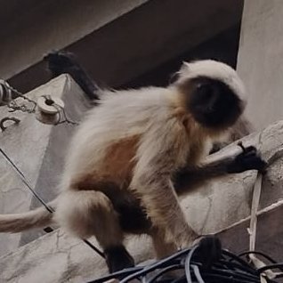 anangapita's profile picture. 28, Left, has controversial opinions,
Vaisnava.