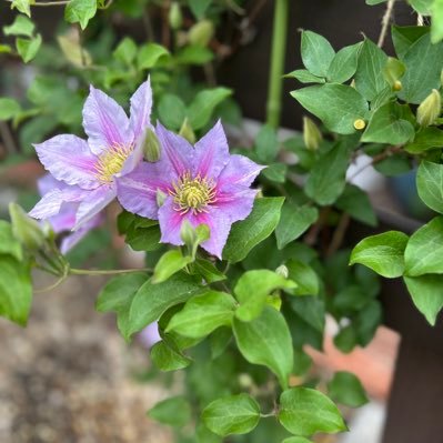 ht_happy_ht's profile picture. 